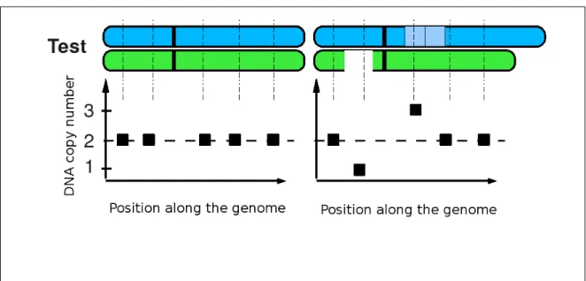 Figure 3.6: Illustration of chromosomes and the corresponding SNP profiles. Using SNP arrays, a test sample is analyzed without any references