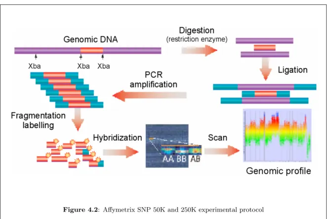 Figure 4.2: Affymetrix SNP 50K and 250K experimental protocol