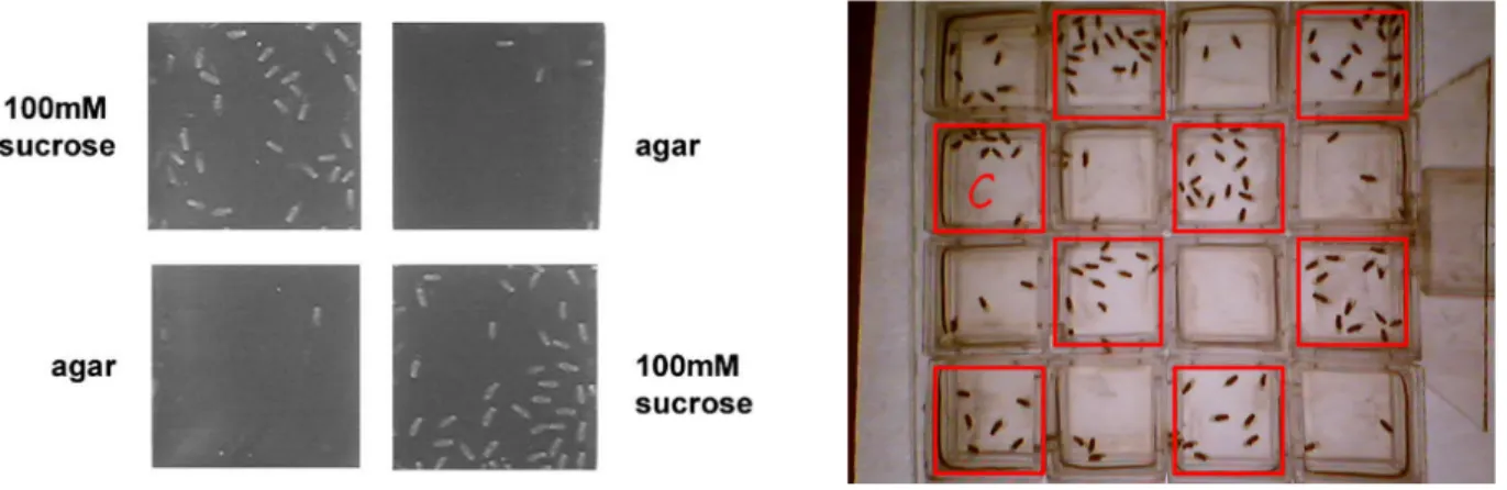 Figure 3. Examples of results from the taste assay based on fly density.  