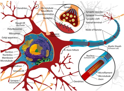 Figure 2.1: Diagram of a neuron with myalinated axon. - The den- den-drites, the soma, the axon and additional structures are indicated (Adapted from http://en.wikipedia.org/wiki/Neuron).