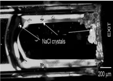 Figure 1.19  Cristallisation d'une solution de NaCl au cours du séchage d'un tube capillaire (800µm ∗ 800µm)[ 29 ].