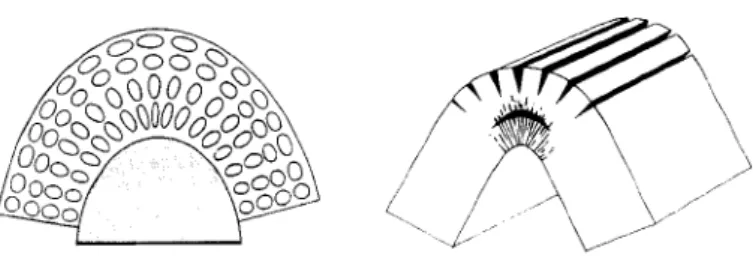 figure 1. Construction et modèle de pli "flexural" ayant pour origine la déformation interne de la couche.