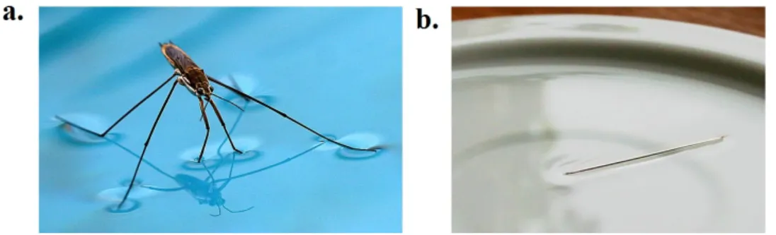 Figure 1.2: a. A gerris “walking on water". b. A needle floating at the surface of a water bath.