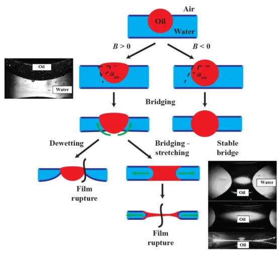 Figure 2.5: a. Bridging-dewetting mechanism. b. Bridging-stretching mechanism (black and white snapshots showing experimental observations [ 56 ])
