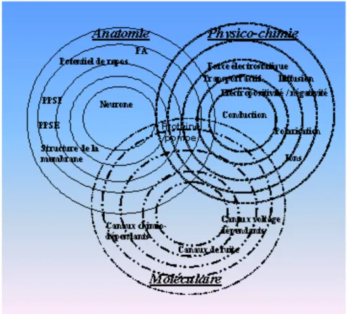 Figure 3 : les différents niveaux d’abstraction de la communication nerveuse 