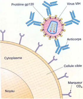 Figure 1 : Liaison anticorps – antigènes du virus du SIDA ( Source : Livre de terminale S,
