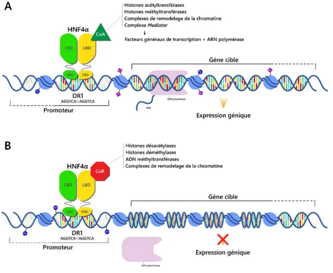 Figure  3.  Les  coactivateurs  et  corépresseurs  interagissant  avec  HNF4α  régulent  son  activité  transcriptionnelle