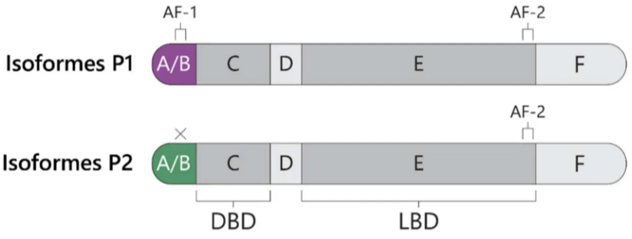 Figure 4 : Les classes d’isoformes P1- et P2-HNF4α varient uniquement au niveau de leur  domaine A/B