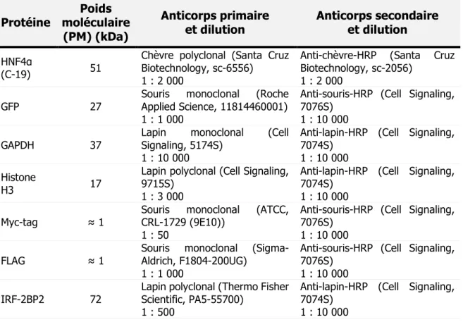 Tableau 5 : Liste des anticorps utilisés pour la détection des protéines par  immunobuvardage   Protéine  Poids  moléculaire  (PM) (kDa)  Anticorps primaire  et dilution  Anticorps secondaire  et dilution  HNF4α  (C-19)  51 