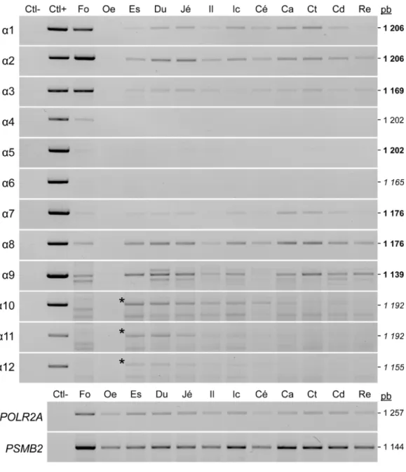 Figure  6 : Les  isoformes  de  HNF4α  sont  exprimées  à  des  niveaux  variables  dans  les  différents tissus du tractus gastro-intestinal humain