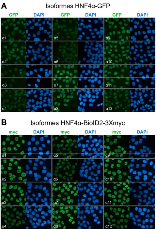 Figure 9 : Les lignées stables HCT 116 exprimant les 12 isoformes de HNF4α en fusion  avec  les  étiquettes  protéiques  GFP  et  BioID2-3Xmyc  montrent  que  celles-ci  sont  localisées dans le compartiment nucléaire