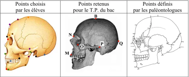 Tableau 1 : comparaison des points choisis sur le crâne