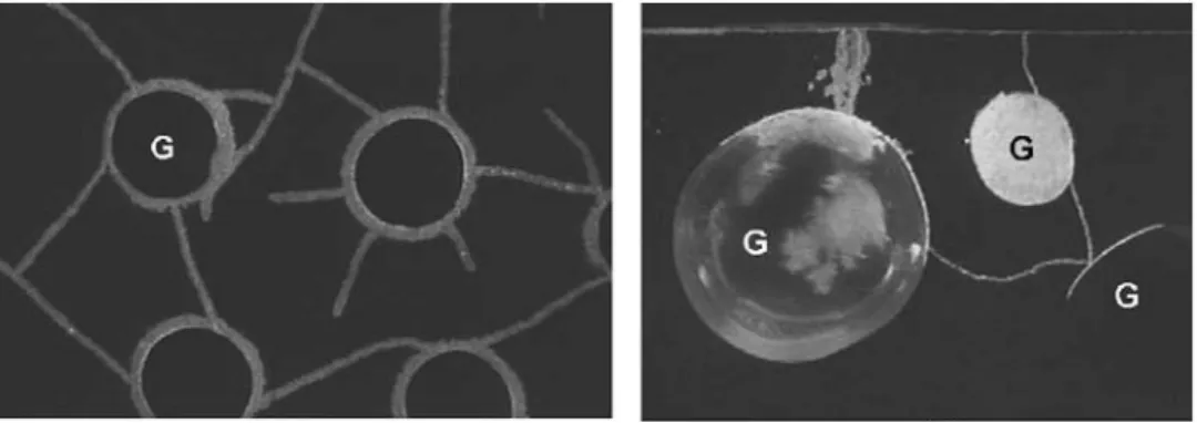 Figure 2.12 – Observation par microscopie optique de fissures dans un mortier sec à base de billes de verre (repérées par G) [140].