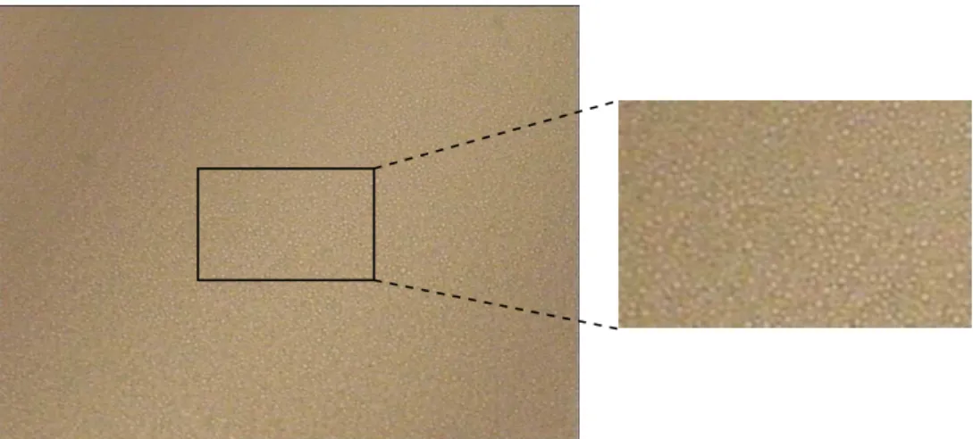 Figure 2.4 – Emulsion diluée visualisée sous microscope optique avec un grossissement ×20