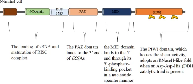 Figure 1.2. A Schematic representation of the general structure of AGO proteins. This figure  displays the N-terminal domain, a domain of unknown function (DUF 1785) a conserved  Piwi-Argonaute-Zwille (PAZ) domain, a domain in the middle of the primary str