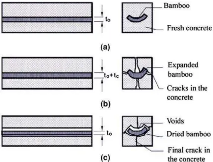 Figure I.12 – Fissuration d’un composite béton-bambou induite par l’absorption d’eau par les fibres de bambou : (a) béton frais, (b) béton en cours de durcissement et (c) béton durci (Ghavami [ 11 ]).