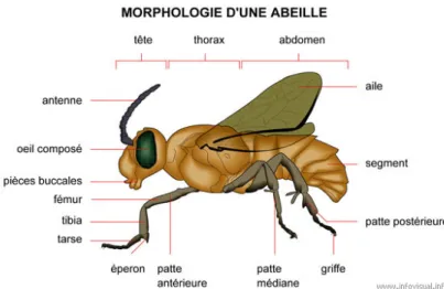 Figure 1.1  Morphologie d’une abeille. Tiré de Dery, 2006 
