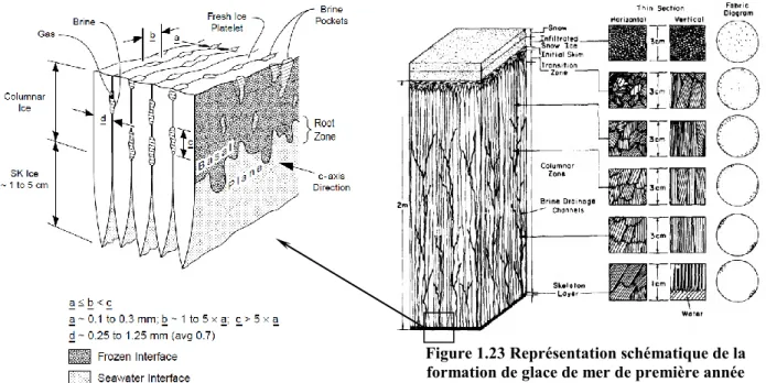 Figure 1.22 Détail de l’interface formation de glace –  eau de mer [Kovacs, 1996] 