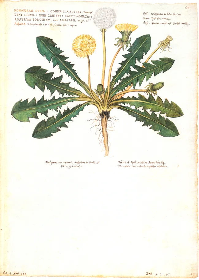 Illustration 1 : L’Herbier de la Renaissance