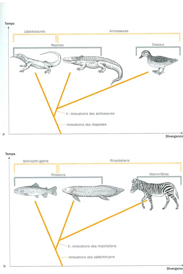 Illustration 3 : Classification phylogénétique du vivant
