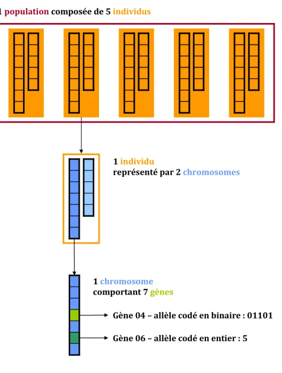 Figure 27. Illustration de la représentation des solutions  pour les algorithmes génétiques ou évolutionnaires 