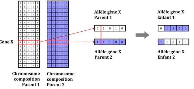 Figure 33. Croisement génétique sur un gène donné (gène X) du chromosome composition 