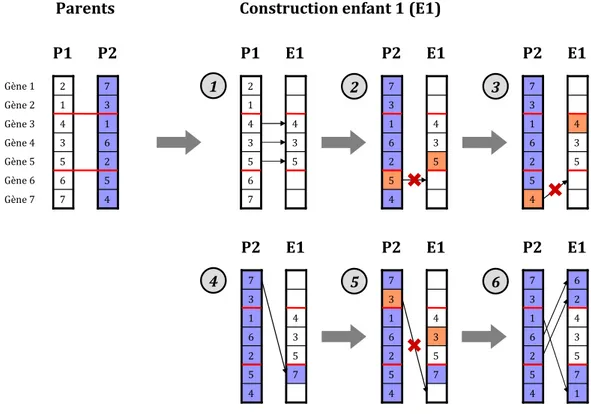 Figure 35. Croisement de Davis sur le chromosome 1 et construction de l'enfant E1 