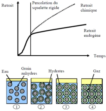 Figure 17 : Retrait de la pâte de ciment pendant hydratation en condition « sans apport d’eau »    (d’après Nawa et Horita, 2004) 