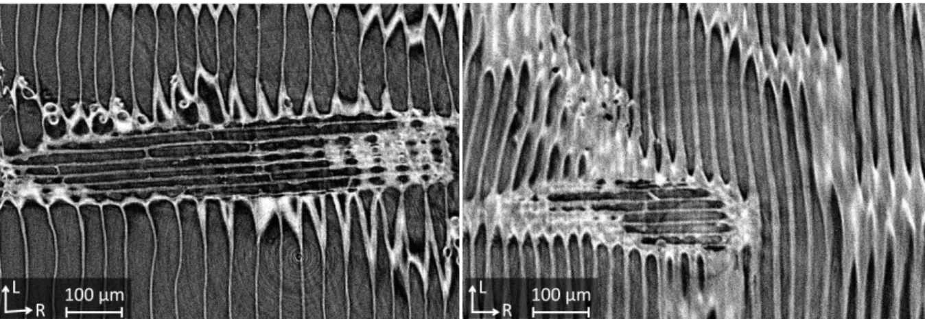 Figure 2.18 – Coupes d’images de microtomographie aux rayons X synchrotron (SOLEIL, ligne Psiché) de (a) bois initial et (b)  bois final