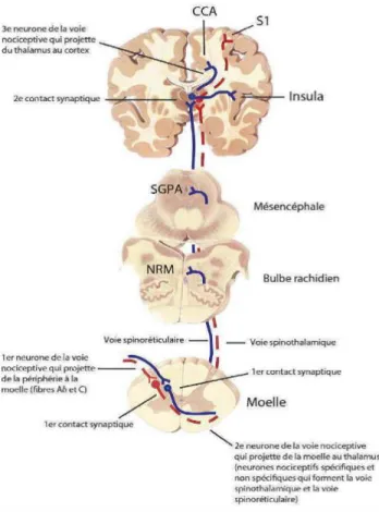 Figure 1 : Les voies ascendantes de la douleur 