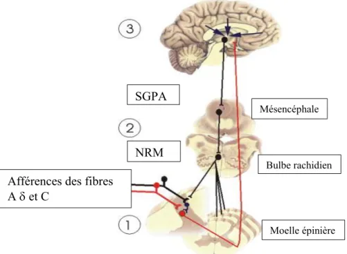 Figure 2 : Les niveaux d'inhibition de la douleur 