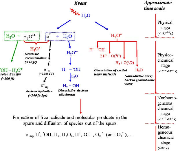 Figure 1.5  Time scale of events in the radiolysis of water by low-LET radiation. The 