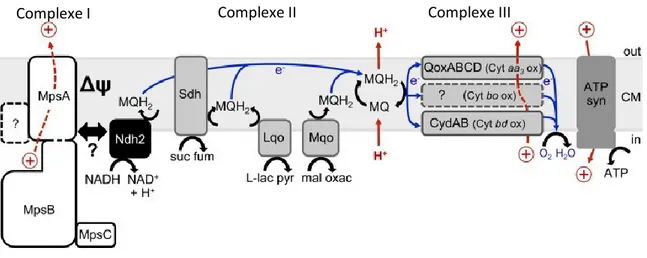 Figure  2.  Cytochrome,  voies  alternatives  et  inhibiteurs  de  la  chaîne  de  transport  des  électrons de S