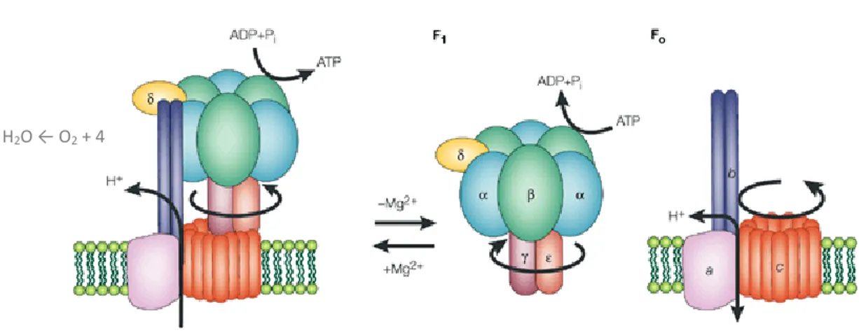 Figure  3.  Structure  et  sous-unité  de  l’ATP  synthétase  bactérienne  (modifié  de  Yoshida,  Muneyuki, and Hisabori 2001) 