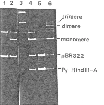 Figure  6.  Caractérisation  de  la  forme  trimérique  de  pPA8  par  digestion  partielle