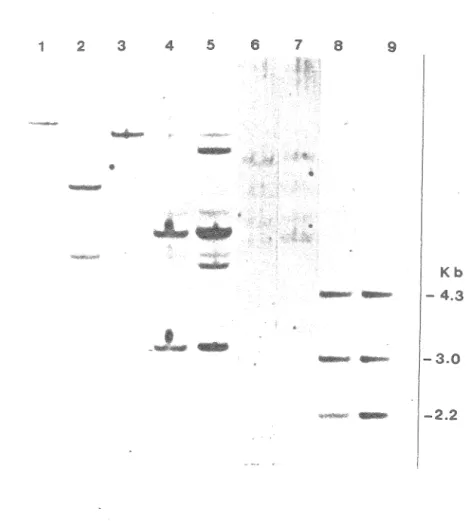 Figure  10.  Analyse  des  séquences  virales  intégrées  dans  les  lignées  tumorales  par  l'enzyme  Bgl II