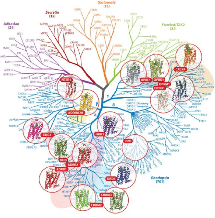 Figure 3: Classification des RCPGs.  