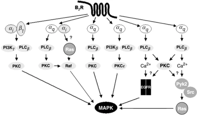 Figure 5: Les différentes voies de signalisation activées par rB2.   D’après Blaukat et al., 2003, reproduit avec permission de l’éditeur