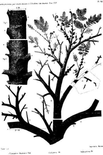 Figure 1 : Reconstitution paléofloristique de C. Grand'Eury (1877)
