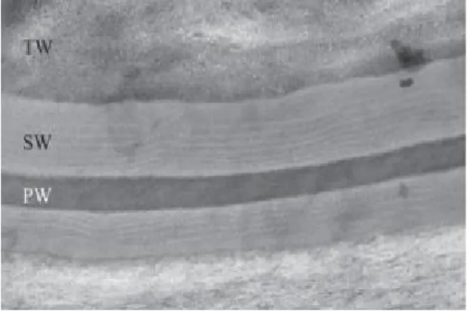 Figure  1.3.  Cell  wall  structure  of  the  potato  phellem,  showing  suberized  secondary wall (SW), primary wall (PW) and tertiary wall (TW) (Beaulieu et al.,  2016)