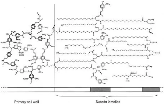 Figure 1.4. Tentative model for the structure of potato suberin (Bernards,  2002). 