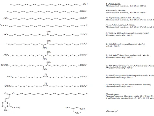 Figure 1.5. Aliphatic precursors of suberized tissues (Bernards, 2002). 