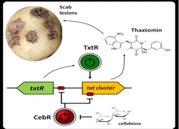 Figure 1.14. Involvement of CebR in the control of expression of the thaxtomin  biosynthetic and regulatory genes