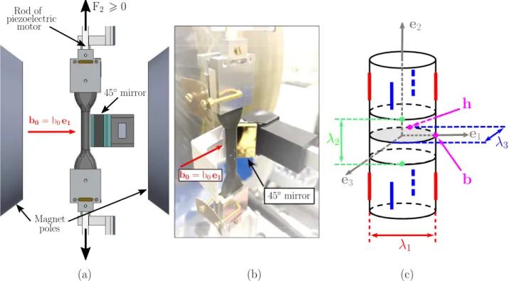Figure III.2: Experimental setup and measurements. In (a) schematics of the tension setup that allows for the imposition and measurement of the axial force F 2 and the side mirror allowing tracking of specimen borders