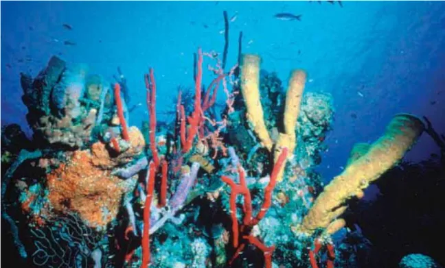 Figure 1.2 Récif corallien dans les Caraïbes 