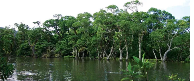 Figure 1.4 Mangroves retrouvées dans les îles du Pacifique 