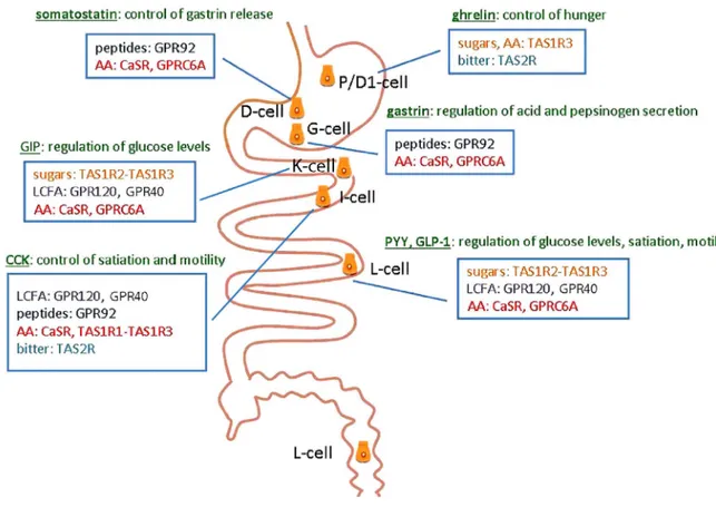 Figure 3 : Localisation des principales entérohormones et récepteurs gustatifs associés