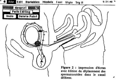Figure 2 impression d'écran avec édition du déplacement des spermatozoïdes dans le canal déférent.