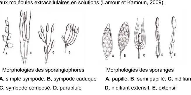 Figure  1.5.  Morphologie  des  sporangiophores  et  des  sporanges  chez  les  oomycètes (Tirée de Cordier, 2007) 