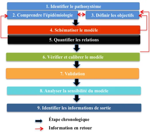 Figure 1.13. Les étapes de développement d'un modèle (Adaptée de Roger  et  al., 2010; Rapilly, 1991) 
